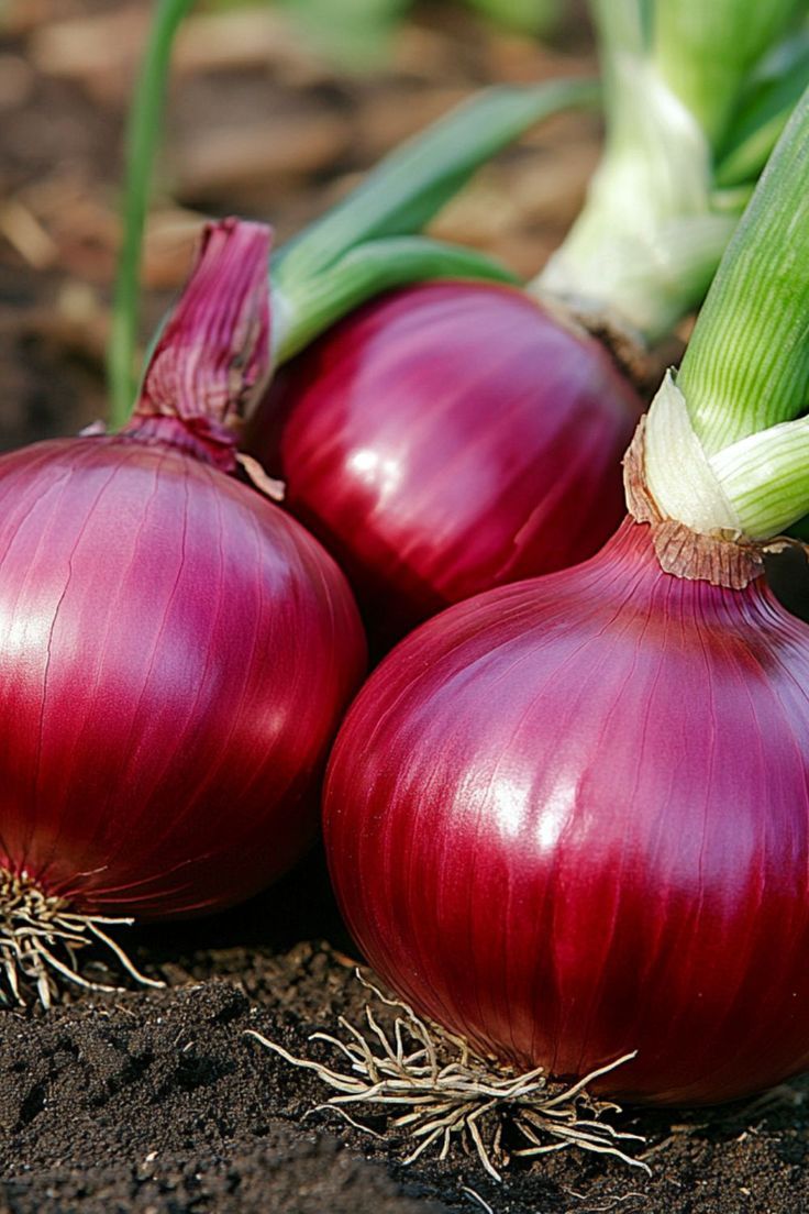 Onion – प्याज़ (Pyaaz)